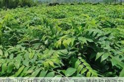 石门山区林下经济兴起，万亩黄精种植助力万人脱贫致富